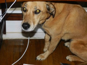 Cedar the Dog, under the tiny Small Print desk, after the dandelion incident.